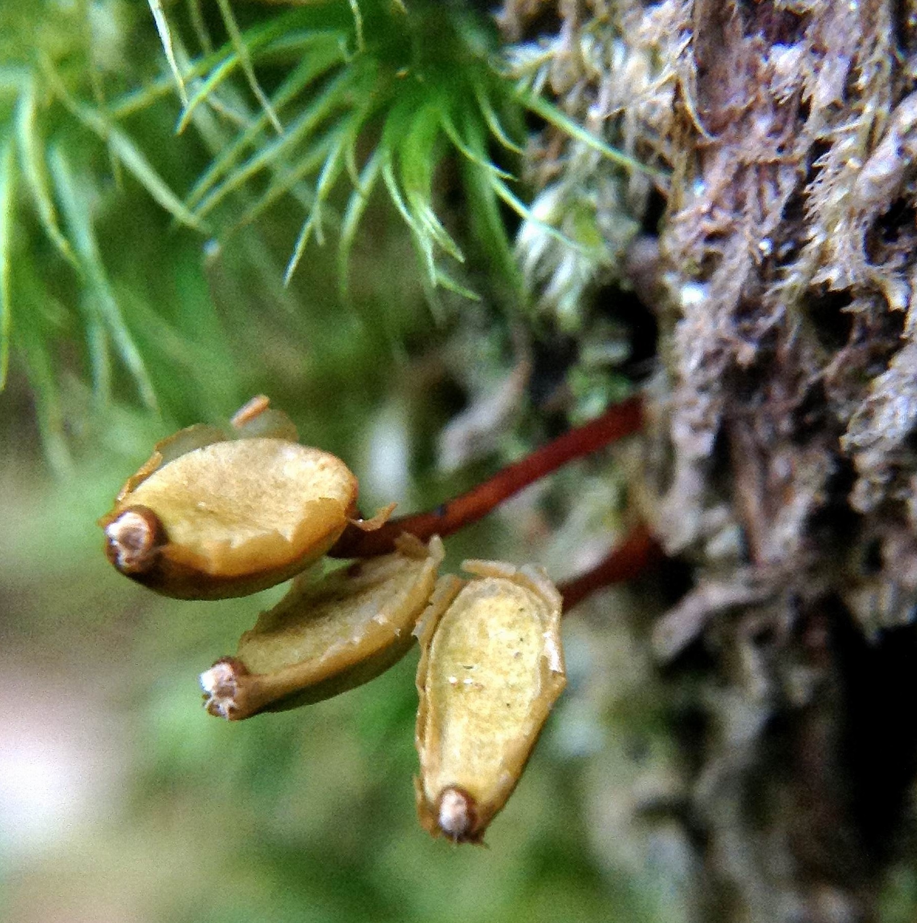 Buxbaumia viridis (foto G.Brusa) Buxbaumia viridis GBrusa 01