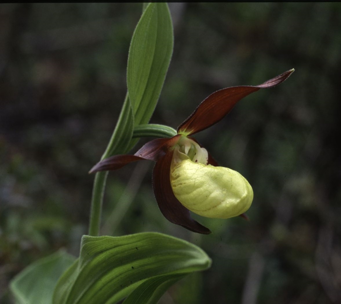 Cypripedium calceolus DBaratelli 01