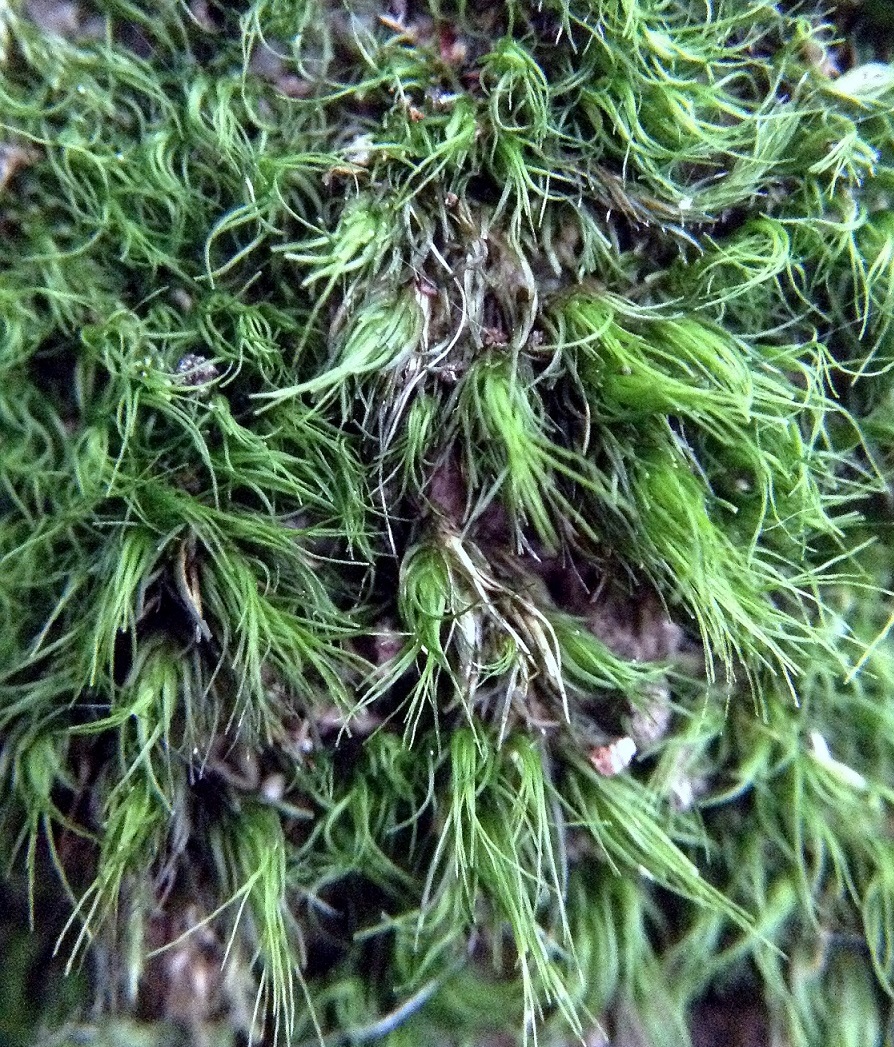 Dicranum viride (foto G.Brusa) Dicranum viride GBrusa 01