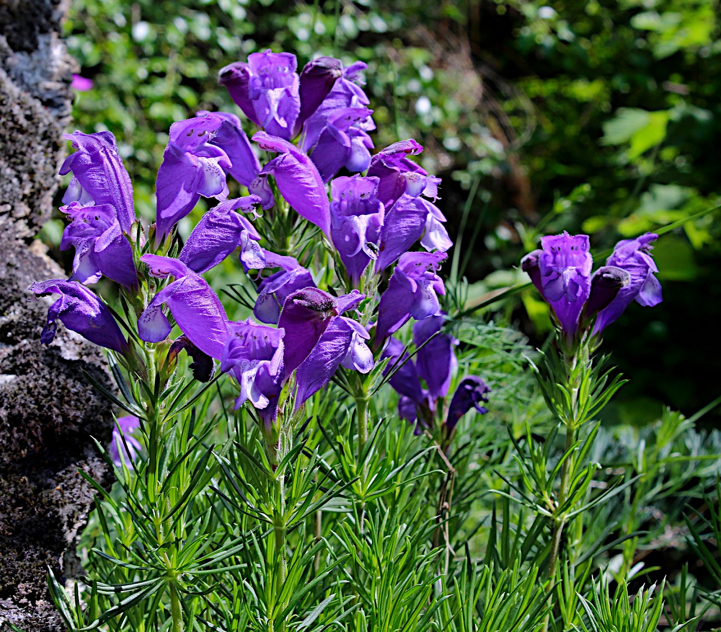 Dracocephalum austriacum (foto F.Mangili) Dracocephalum FMangili 01