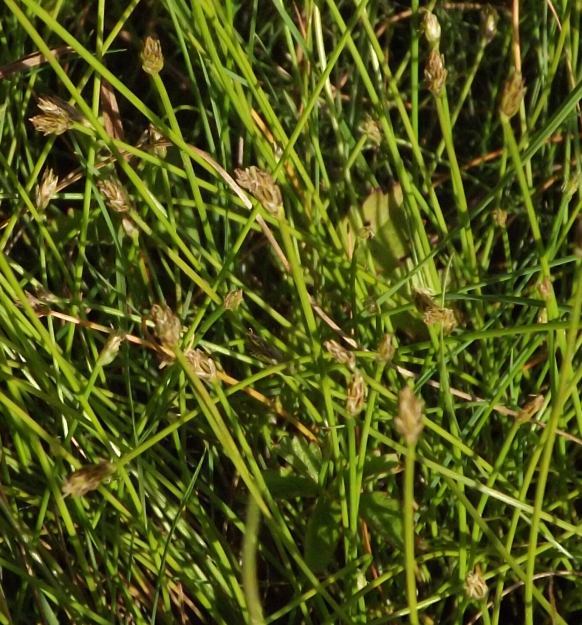 Eleocharis carniolica GBrusa 01
