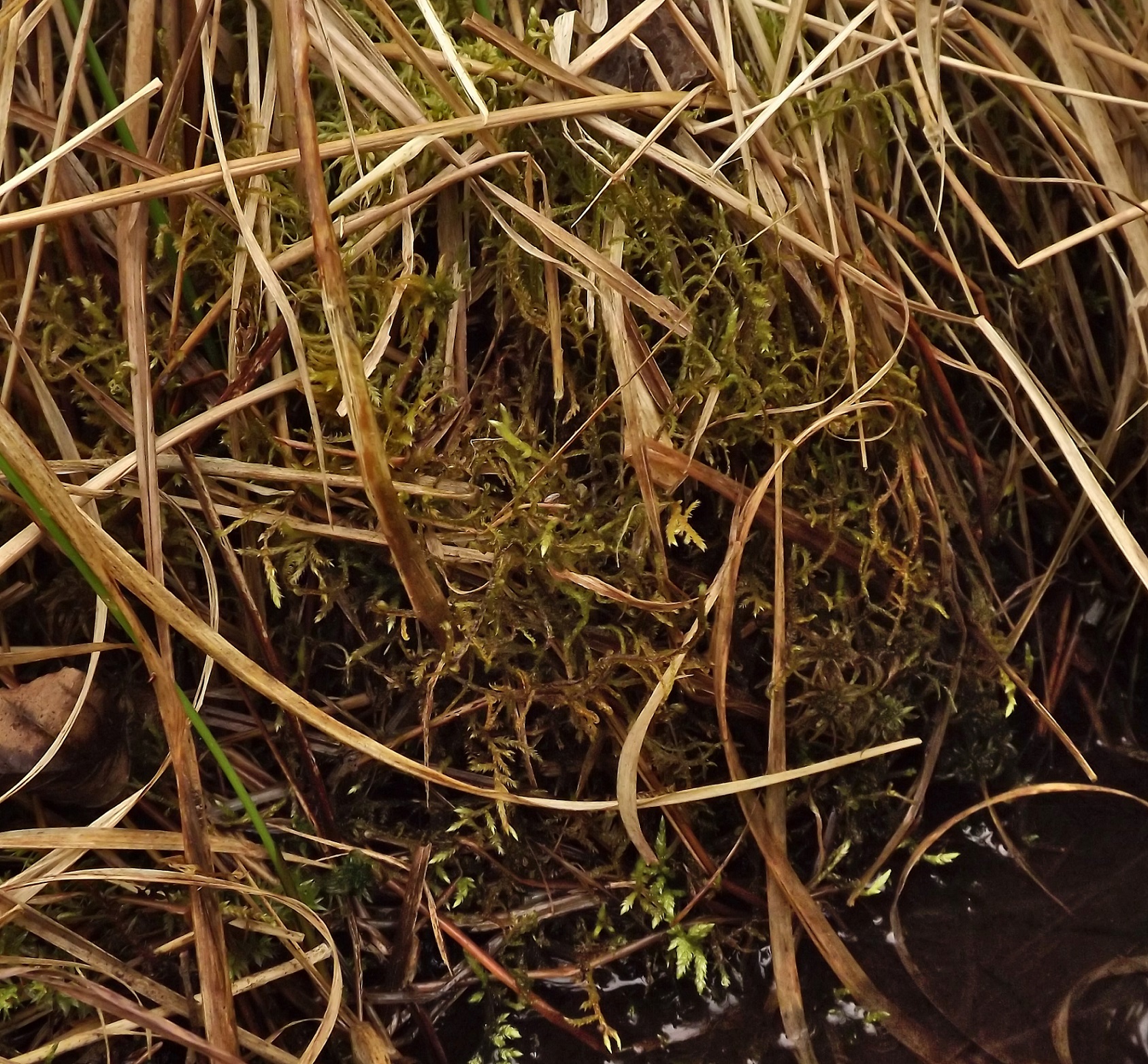 Hamatocaulis GBrusa 01