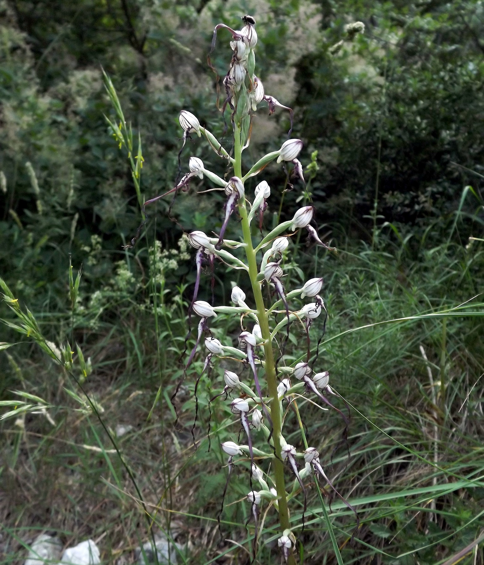 Himantoglossum GBrusa 01