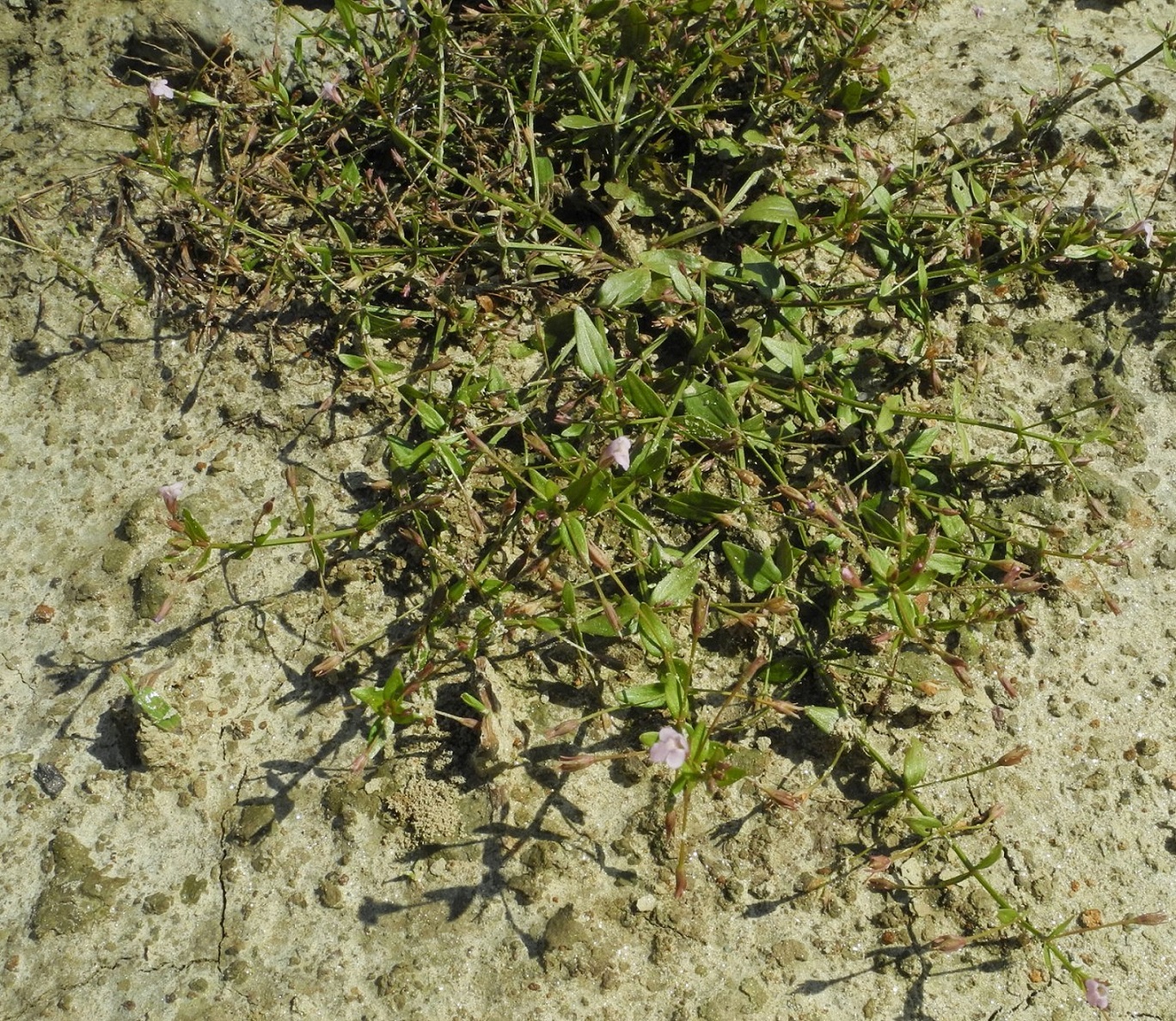 Lindernia procumbens (foto D.Seglie) Lindernia DSeglie 01