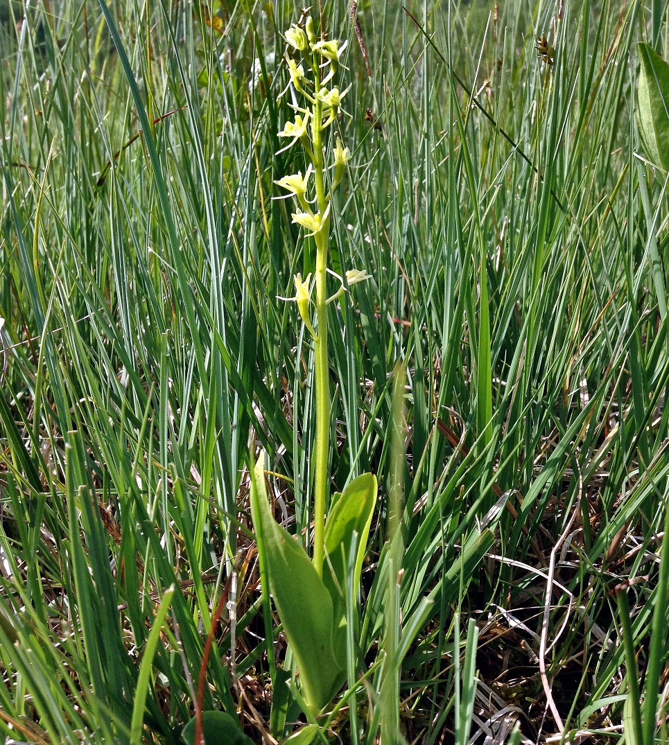 Liparis loeselii GBrusa 02