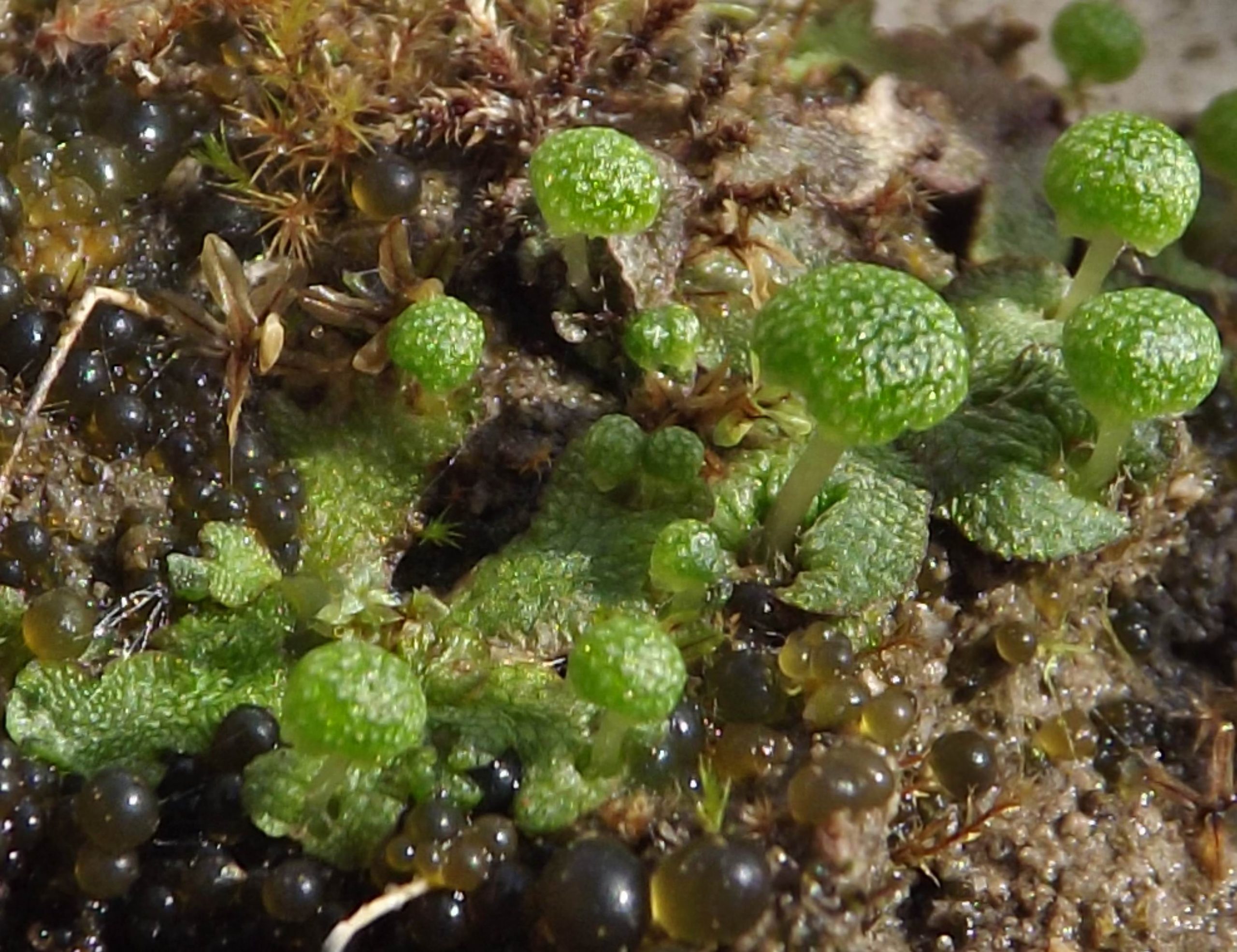 Mannia triandra GBrusa 01