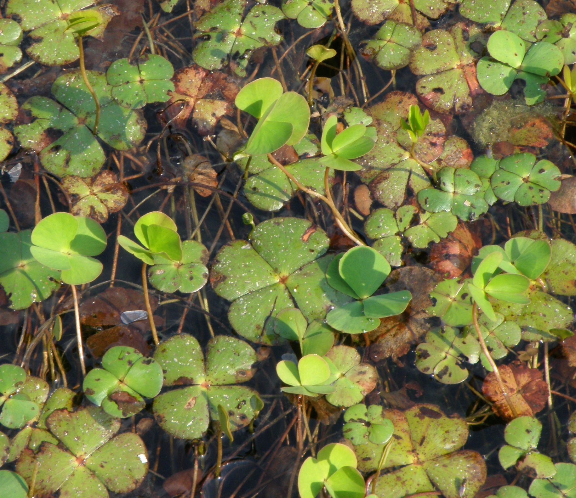 Marsilea quadrifolia (foto G.Brusa) Marsilea GBrusa 01