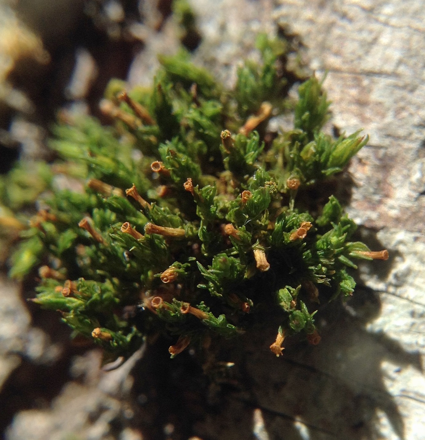 Orthotrichum rogeri (foto G.Brusa) Orthotrichum GBrusa 01