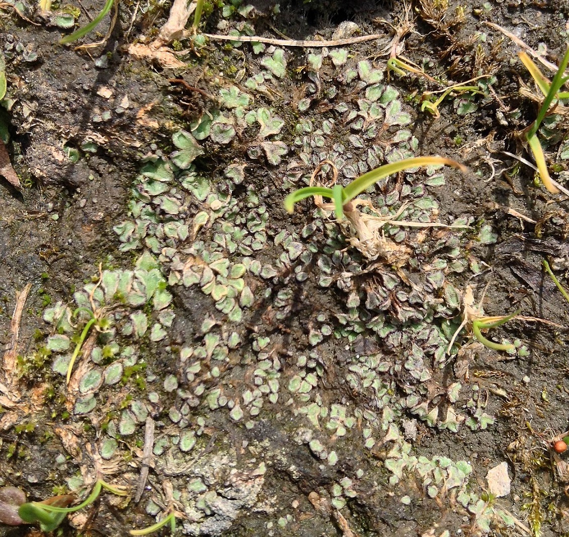 Riccia breidleri GBrusa 01