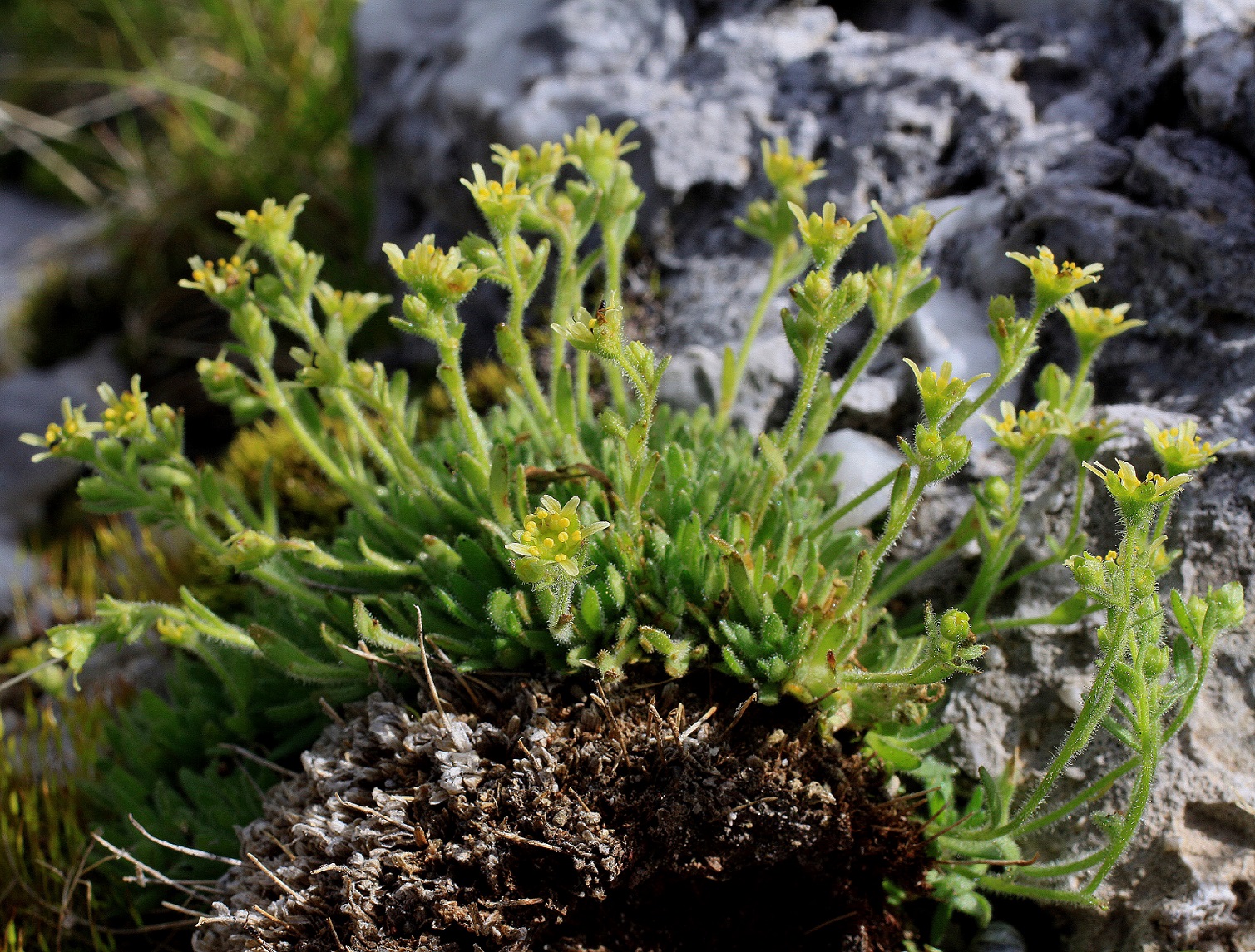 S presolanensis FFenaroli 01