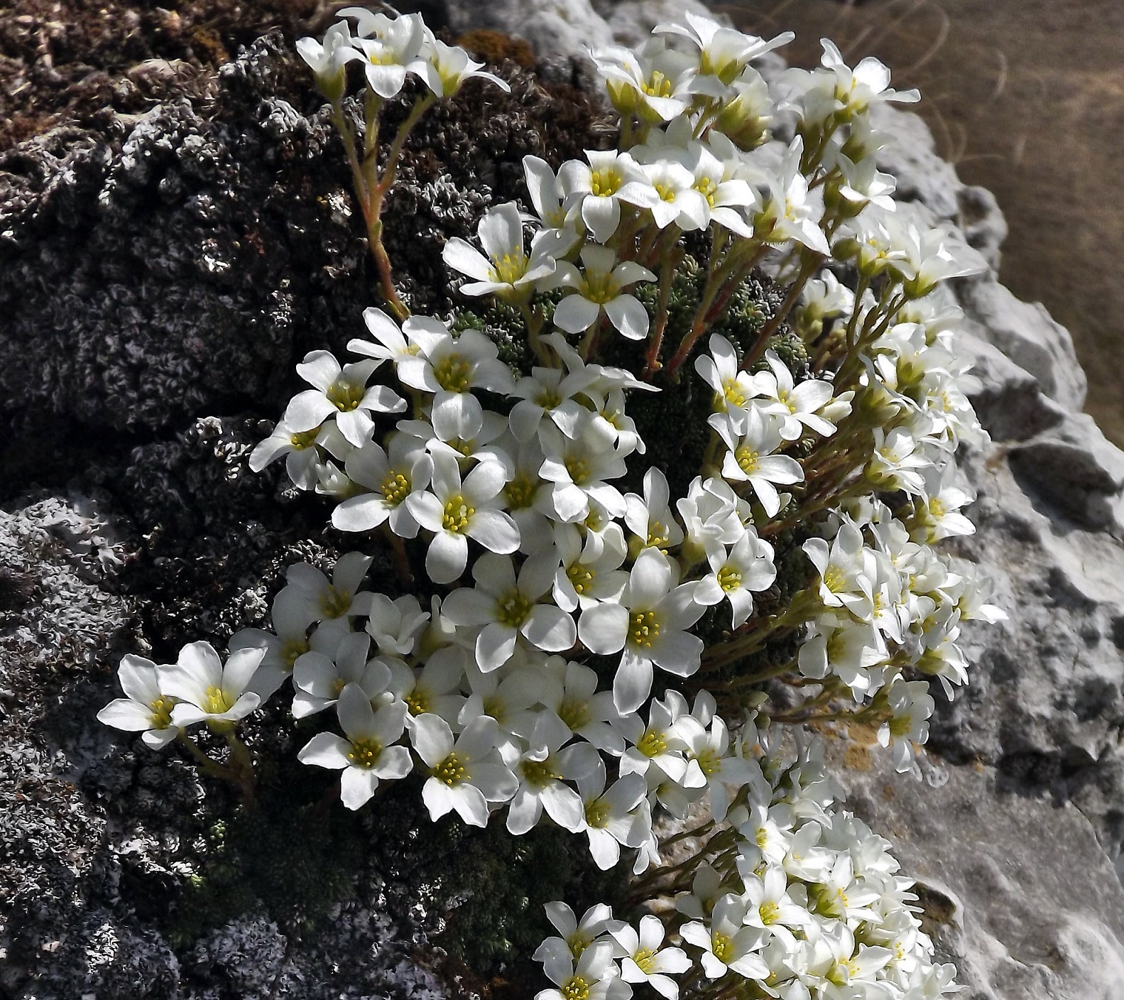 Saxifraga tombeanensis (foto G.Brusa) S tombeanensis GBrusa 01