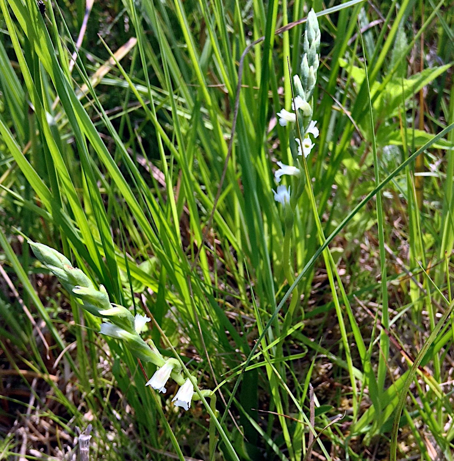 Spiranthes aestivalis (foto G.Brusa) Spiranthes aestivalis GBrusa 01